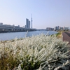 【桜×インバウンド】春爛漫！南千住散歩！：TOKYO WALKING MAP