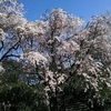 大草城址公園の桜！