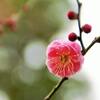 旧藤田邸跡公園の梅の花