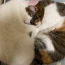 将来のための投資あれこれ・たまにねこ