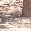 コマドリモズ White-tailed Shrike