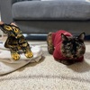 ぶんしんのじゅちゅ！！