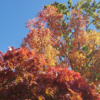 両親と、『紅葉スポット』を旅して！ (その４)