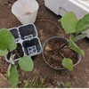 種からは躊躇する夏野菜