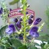 スクテラリア・ジャワニカ咲きました。