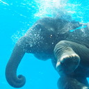 シラチャぐるぐるナビ