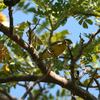 キマユカナリア(Yellow-fronted Canary)もコナの鳥