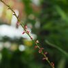 和の植物、コンプリート