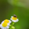 虫を撮ってみたい　※虫注意