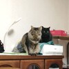 【猫との生活】先住猫と二匹目猫の再会