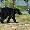 丹沢山でクマに襲われ登山者が怪我！遭遇場所や丹沢のクマの頭数について