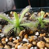 モウセンゴケは餌で大きくなるか？〜実験開始〜
