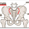 お尻の痛みの原因になる仙腸関節とは？