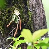 オオバヨウラクランとミヤマムギラン
