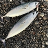ジグにマルソウダガツオが2匹も⁉️