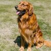 【完全ガイド】犬のおすわりの教え方：効果的なトレーニング方法と注意点