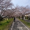 桜を見ながらランニング