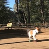 代々木公園ランニング〜天才スケボーわんちゃんに出会った〜