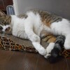 すくすく