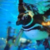 すみだ水族館で写真散歩