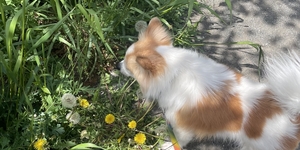 子犬の散歩デビュー成功のコツ！持ち物や注意点は？愛犬と一緒に散歩を楽しもう♪