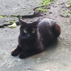 里親募集猫２（くろミ）