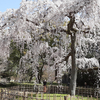 京都御苑の桜の様子