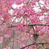 日本国花苑の桜＊2020年①