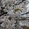 花開いて風雨多し