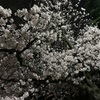 夜桜が一年の門出を飾る