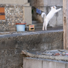 天草諸島のねこさん
