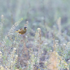 Oriental greenfinch