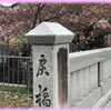 京の冬の散歩 一条戻橋の河津桜