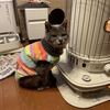 慶ちゃん帰宅。