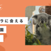 横浜”金沢動物園”は日本でも数少ないコアラに会える場所