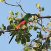 ハゴロモインコ(Red-winged Parrot)