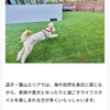 【コラムのご紹介】人工芝とドッグランネタ