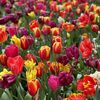 オランダ旅必見！チューリップといえばキューケンホフ公園が幻想的で超感動！