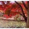 ペットOK！　福島県本宮市「蛇の鼻（じゃのはな）遊楽園」にドライブ…真っ赤な紅葉に圧倒されました
