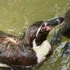 那須動物王国⑤  最終です