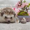 ハーリーのプチ花見