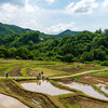 田植え風景