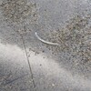 ウナギ全滅