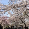 今年も家族揃ってお花見に♪ 大阪城公園は桜も桃もきれいです