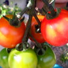  続・プチトマト in 家庭菜園 (ただの鉢植えとも云う) 2010