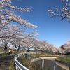 ●桜2020　３月の雪
