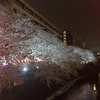中目黒の夜桜　目黒川桜まつり2017