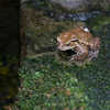 アズマヒキガエル Bufo japonicus formosus