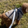 犬はこたつで丸くなる。