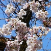 マンション中庭「ソメイヨシノ」開花
